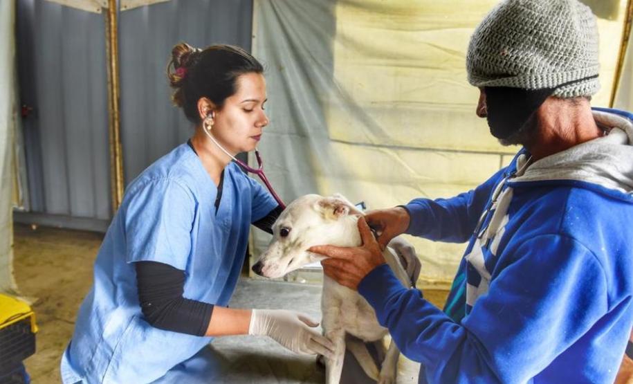 Castração gratuita de cães e gatos inicia ações do Julho Dourado