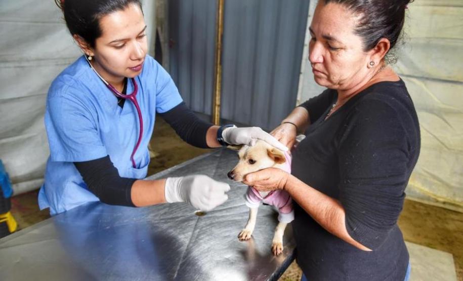 Castração gratuita de cães e gatos inicia ações do Julho Dourado