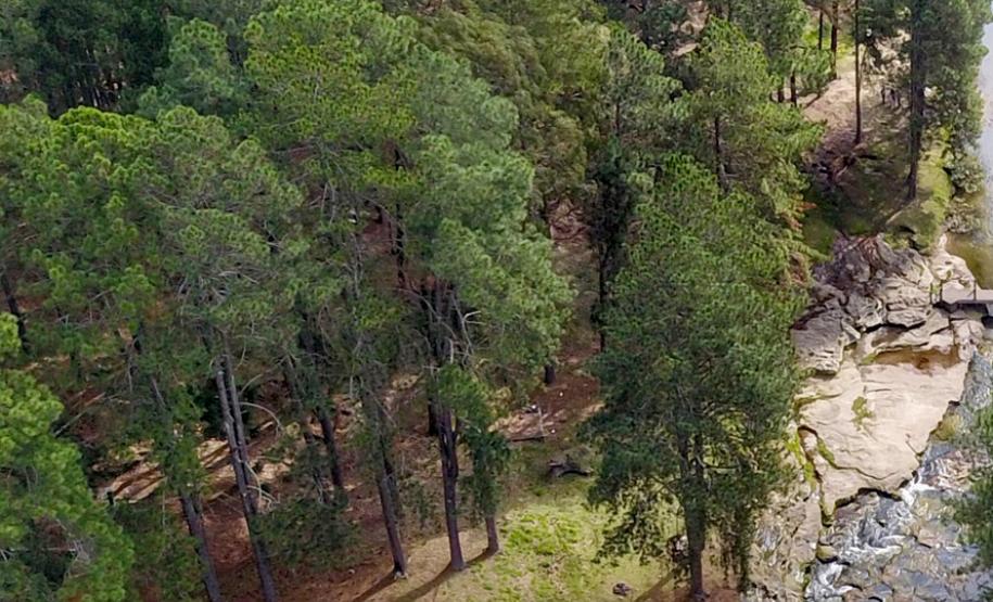 Paraná se destaca no uso de sistema para gestão de florestas