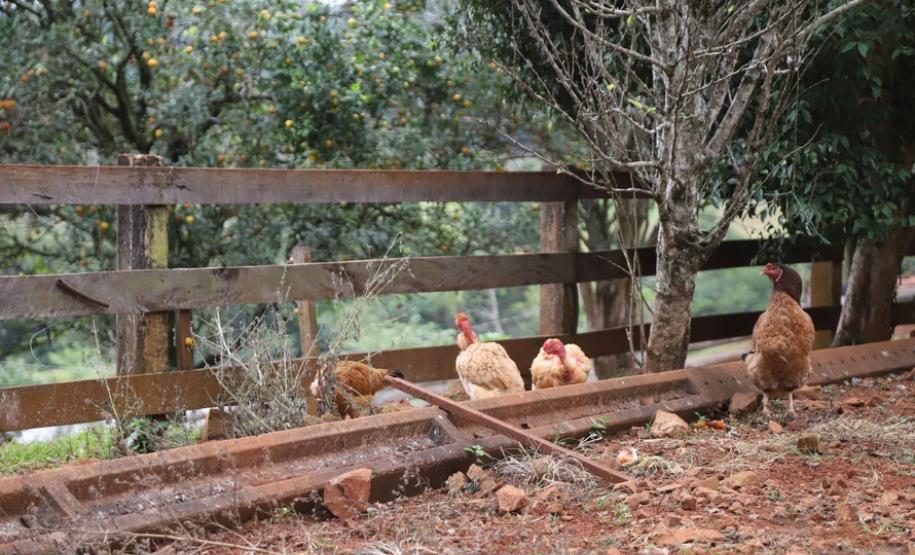 Turismo rural conquista visitantes em diversas regiões do Estado