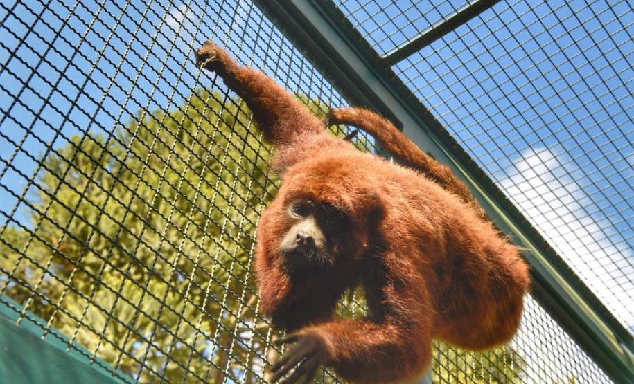 IAP encaminha bugio em recuperação a centro especializado