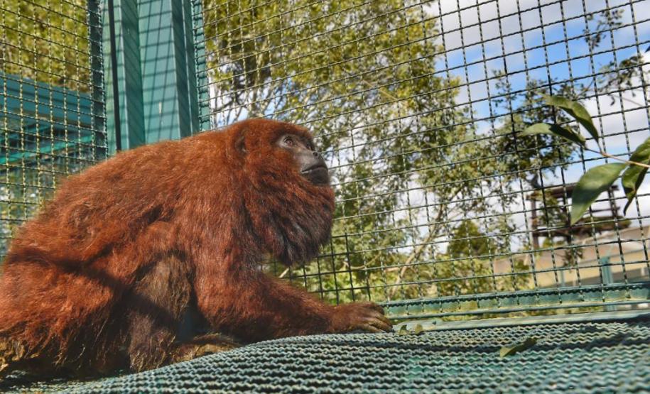 IAP encaminha bugio em recuperação a centro especializado