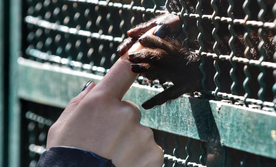 IAP encaminha bugio em recuperação a centro especializado