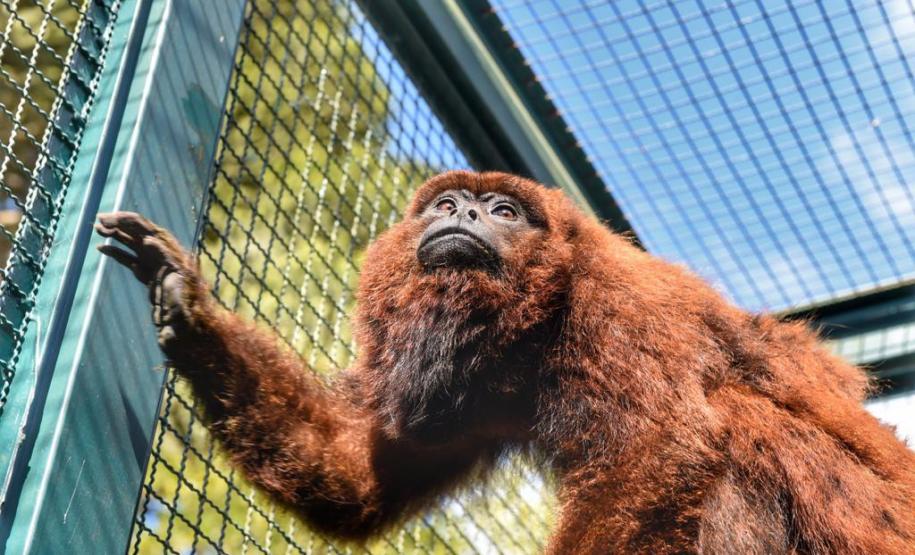 IAP encaminha bugio em recuperação a centro especializado