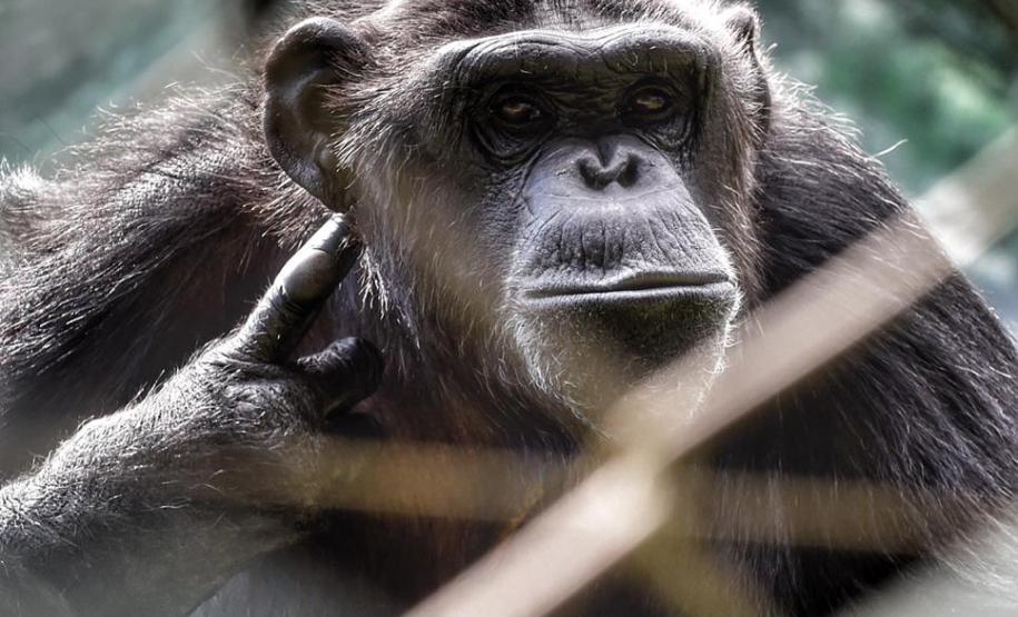 IAP encaminha bugio em recuperação a centro especializado