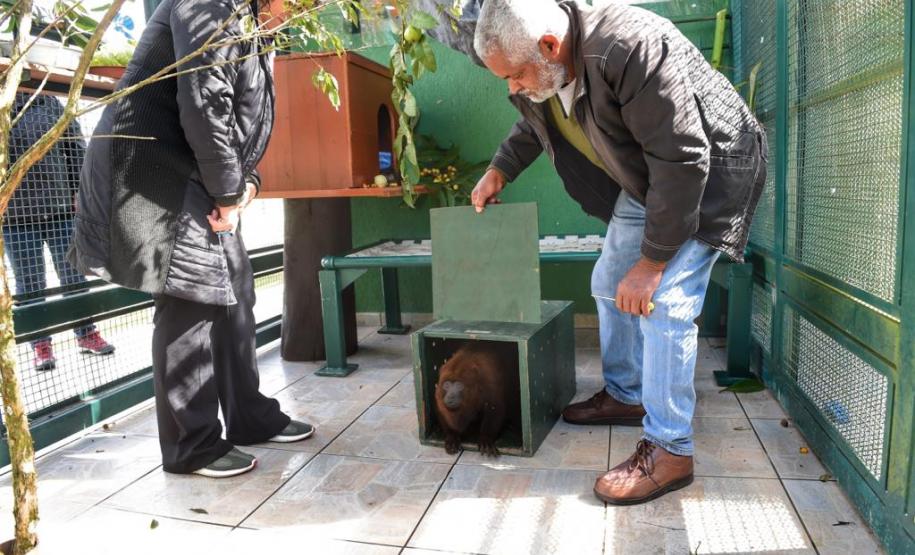 IAP encaminha bugio em recuperação a centro especializado