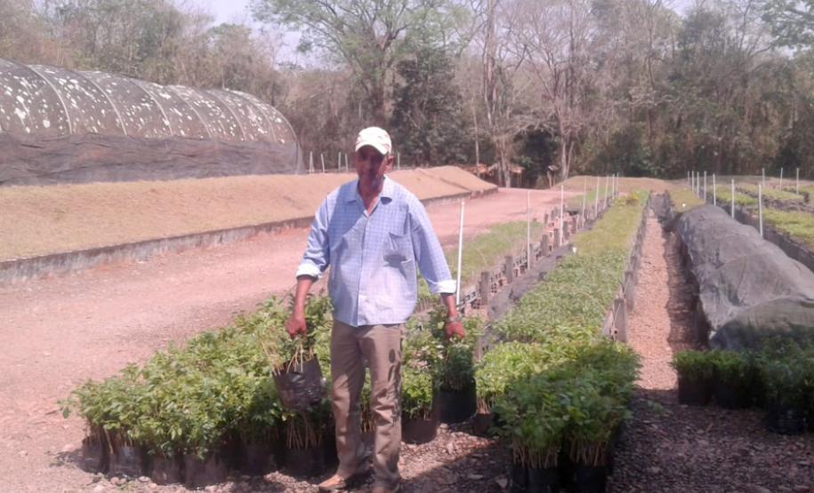 Governo do Estado inicia programa de incentivo à arborização