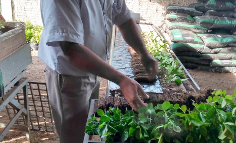 Governo do Estado inicia programa de incentivo à arborização