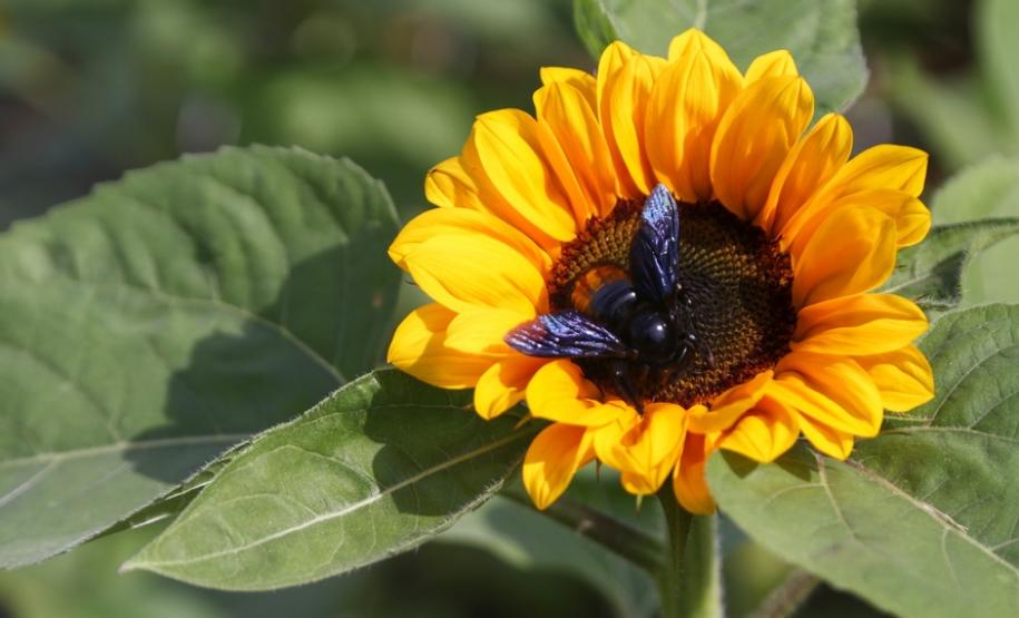 Primavera começa com temperatura amena e sem chuva no Paraná
