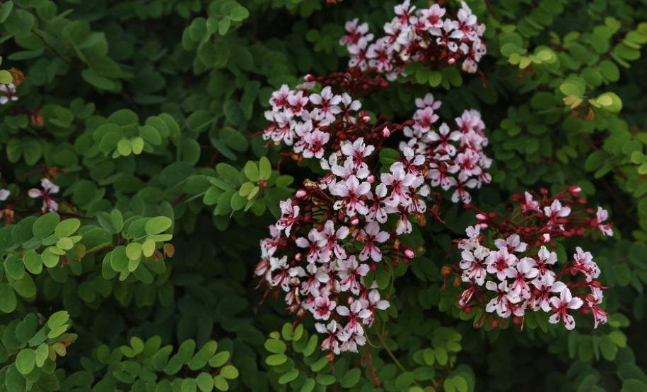 Primavera começa com temperatura amena e sem chuva no Paraná