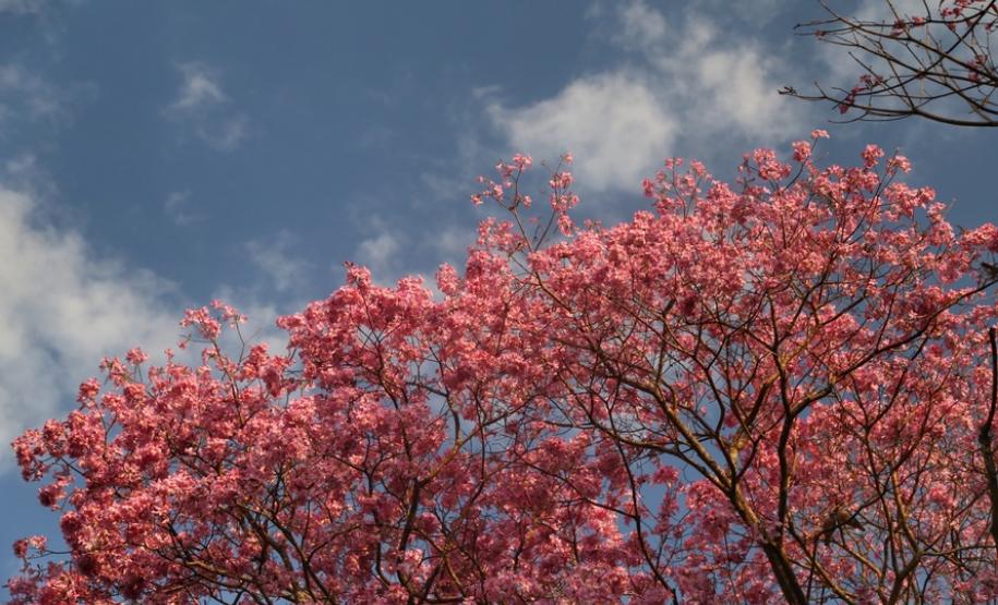 Primavera começa com temperatura amena e sem chuva no Paraná