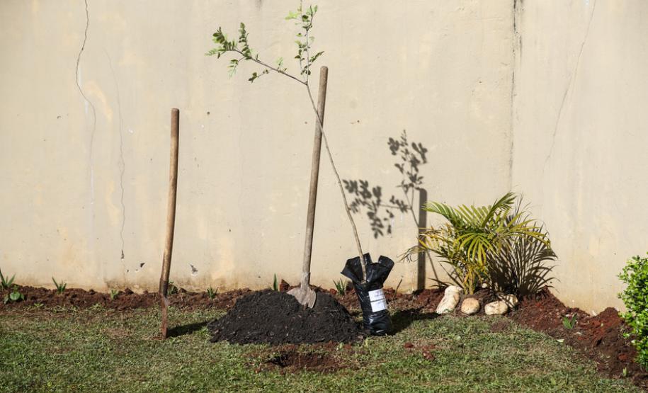 Paraná Mais Verde planta 413 mil árvores nativas