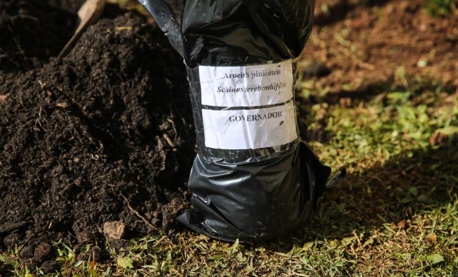 Paraná Mais Verde planta 413 mil árvores nativas