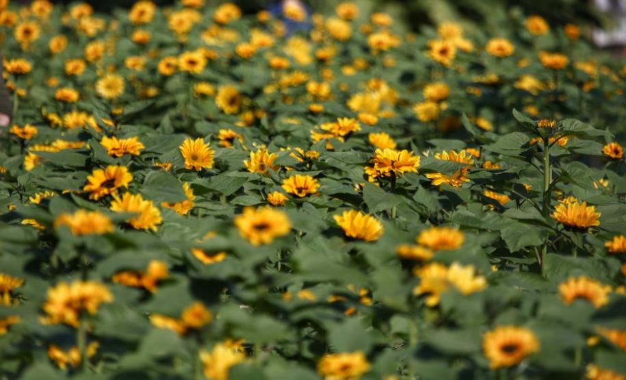 Campos de flores no Paraná encantam turistas