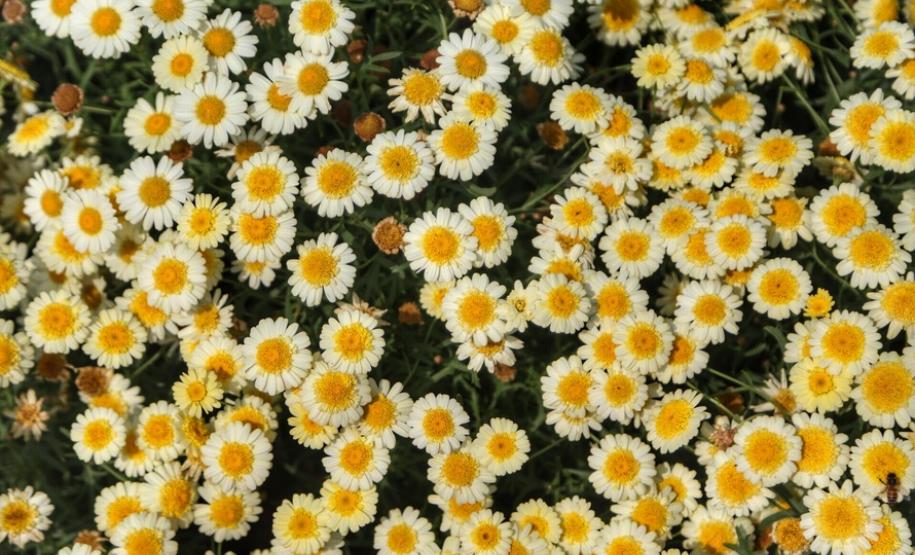 Campos de flores no Paraná encantam turistas