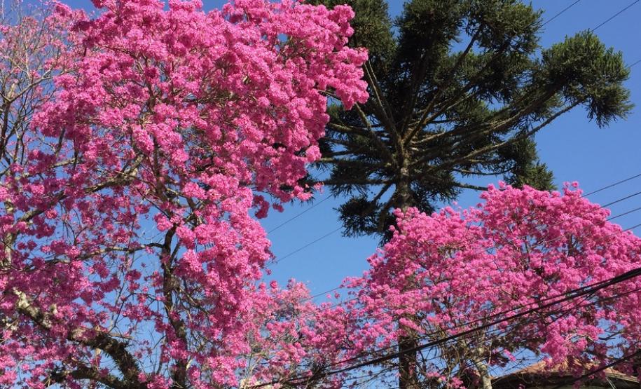 Campos de flores no Paraná encantam turistas