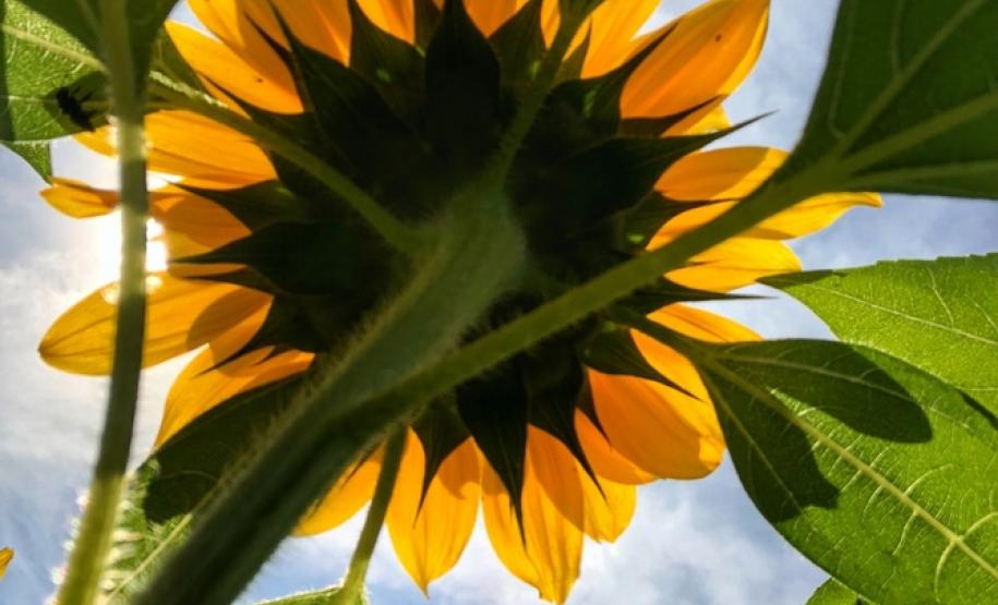 Campos de flores no Paraná encantam turistas