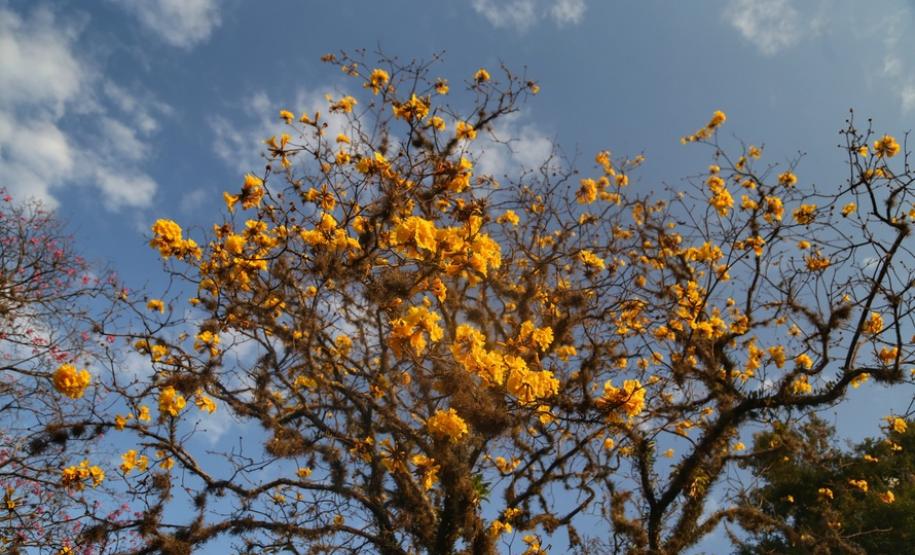 Campos de flores no Paraná encantam turistas