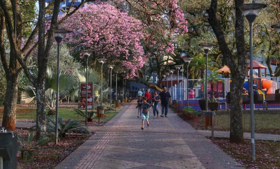 Campos de flores no Paraná encantam turistas