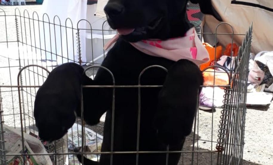 Paraná Pet Amigo resulta em 91 adoções no Estado