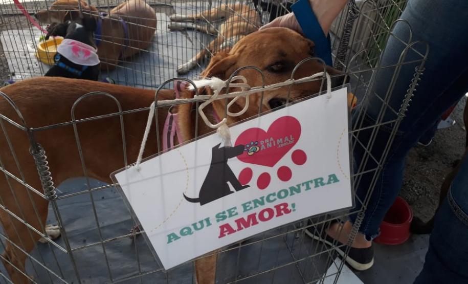 Paraná Pet Amigo resulta em 91 adoções no Estado