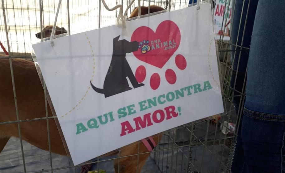 Paraná Pet Amigo resulta em 91 adoções no Estado