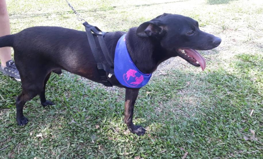 Paraná Pet Amigo resulta em 91 adoções no Estado