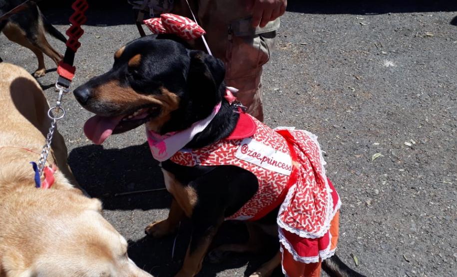 Paraná Pet Amigo resulta em 91 adoções no Estado