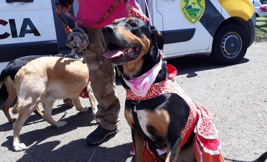 Paraná Pet Amigo resulta em 91 adoções no Estado