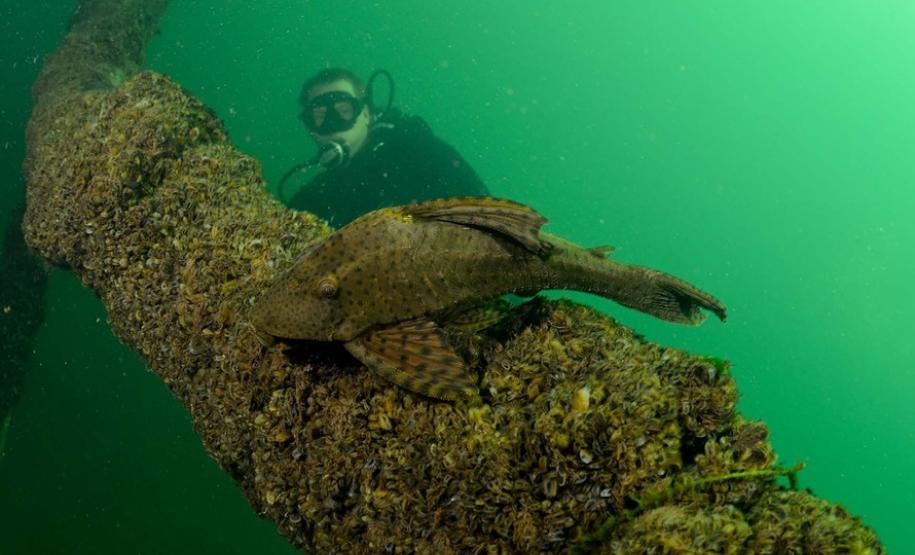 Porto Rico tem praias de água cristalina, esportes náuticos e pesca