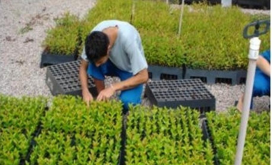 Plantio de mudas ajuda na reabilitação de adolescentes em conflito com a lei