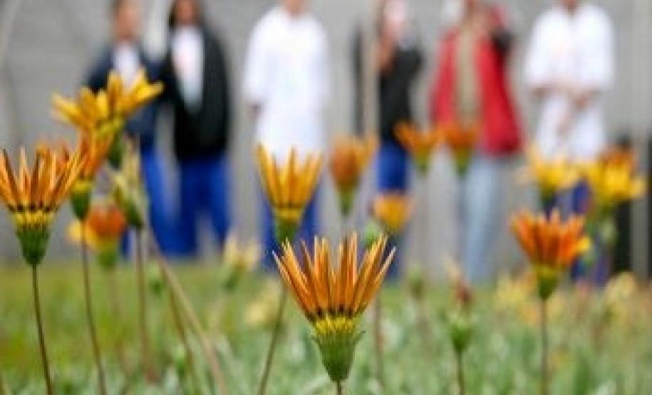 Plantio de mudas ajuda na reabilitação de adolescentes em conflito com a lei