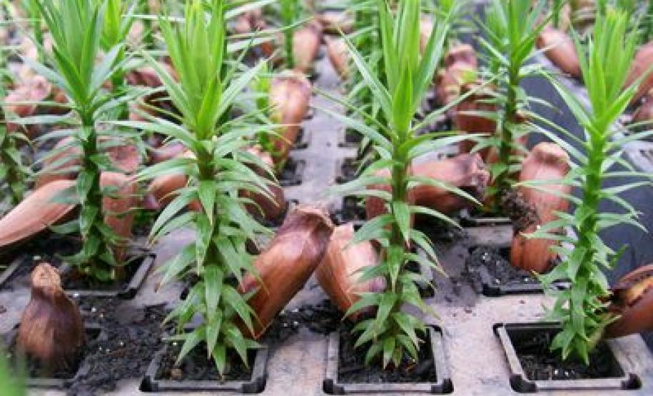 Paraná comemora mês do Meio Ambiente com “Agenda Verde” em todas as regiões Paraná comemora mês do Meio Ambiente com “Agenda Verde” em todas as regiões