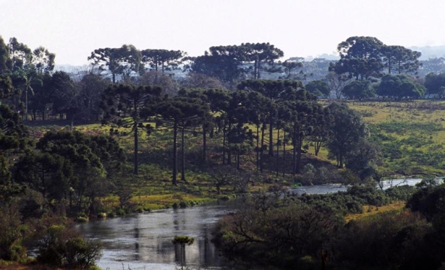 Projeto estimula plantio de araucárias e criação de renda para produtores rurais