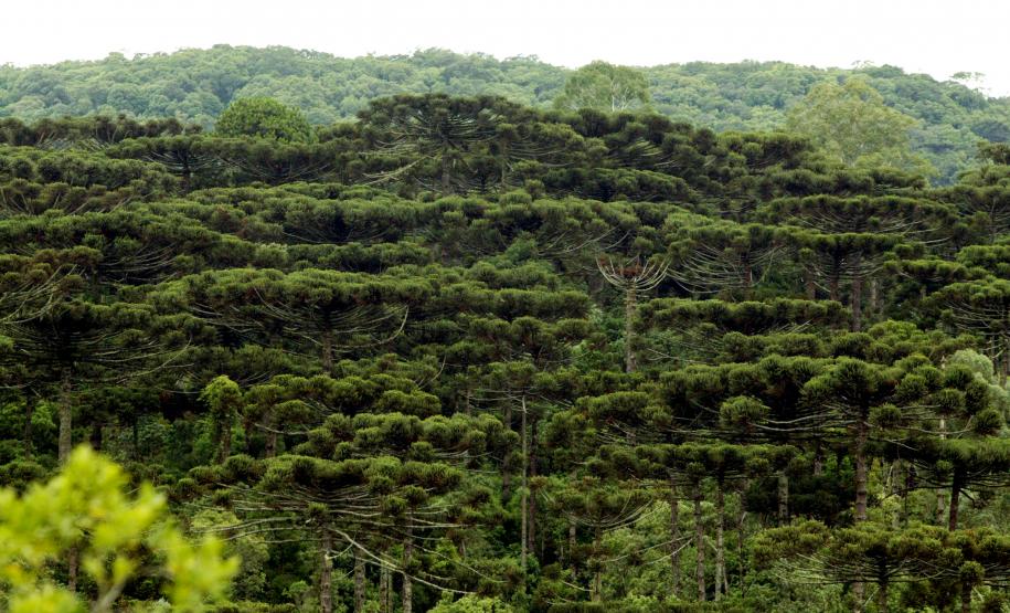 Agricultores vão começar a receber recursos por conservação ambiental