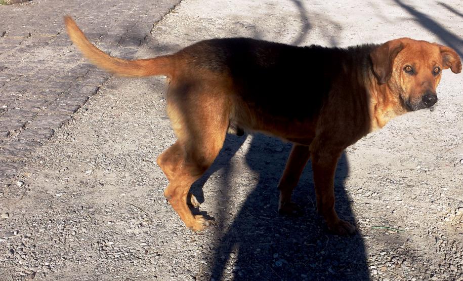 Pela primeira vez controle de cães e gatos terá política estadual Pela primeira vez controle de cães e gatos terá política estadual