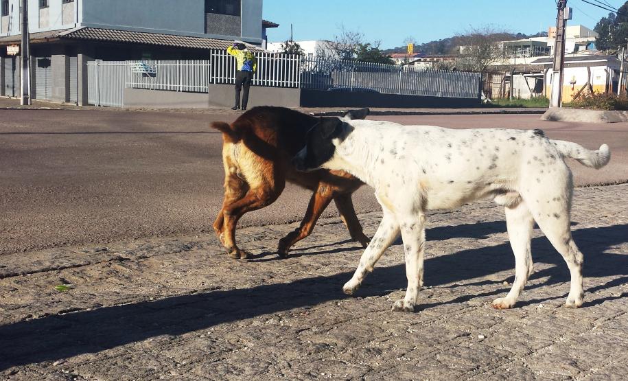 Pela primeira vez controle de cães e gatos terá política estadual Pela primeira vez controle de cães e gatos terá política estadual