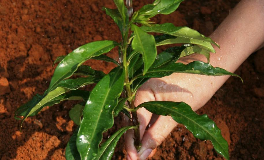 Semana da Agenda 21 reforça ações de sustentabilidade no Paraná