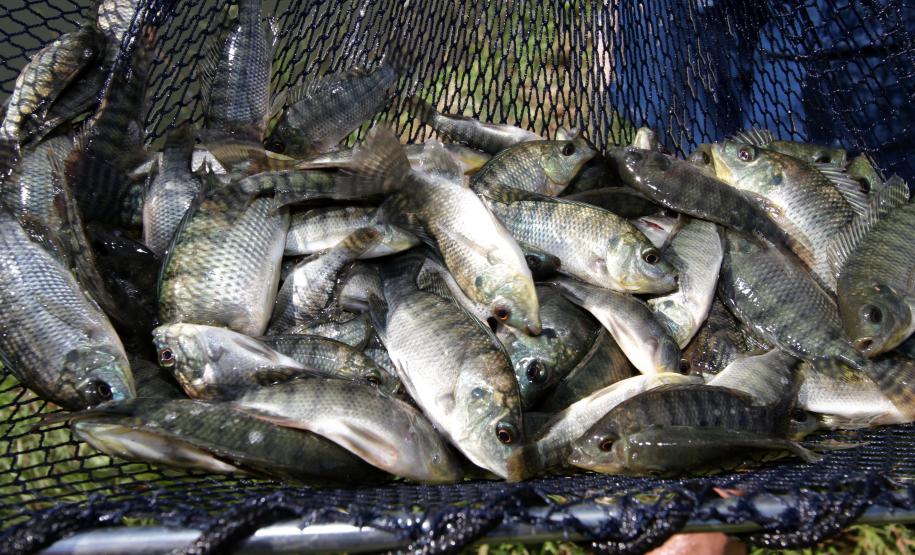 Frigurifico da APTR-Associação dos Piscicultores em Tanques Rede do Paraná, em Cornélio Procópio. Fazenda de criação de alevinos de André Luciano Tostes.Cornélio Procópio, 02-05-13.Foto: Arnaldo Alves / ANPr.