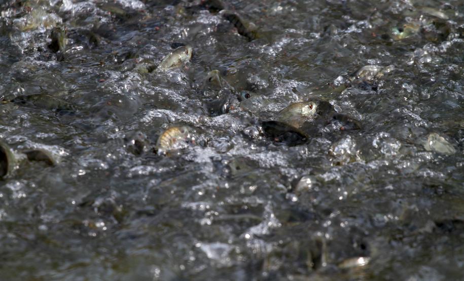 Frigurifico da APTR-Associação dos Piscicultores em Tanques Rede do Paraná, em Cornélio Procópio. Fazenda de criação de alevinos de André Luciano Tostes (tanques escavados com bolsões para criação de juvenis)Cornélio Procópio, 02-05-13.Foto: Arnaldo Alves / ANPr.