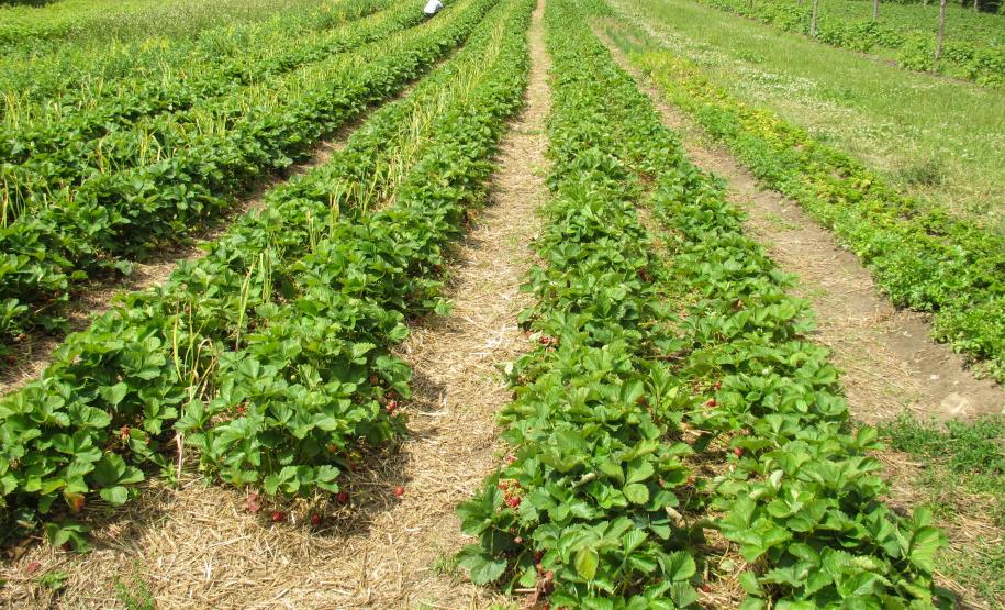 No Dia Mundial da Alimentação, Secretaria do Meio Ambiente ressalta os benefícios da agricultura orgânica