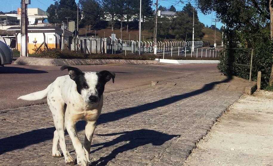 Governo debate com sociedade controle ético de cães e gatos
