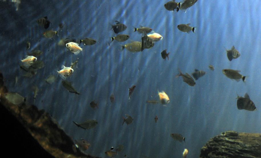 Aquário de Paranaguá.Paranaguá, 09/01/2014Foto: Ricardo Almeida / ANPr