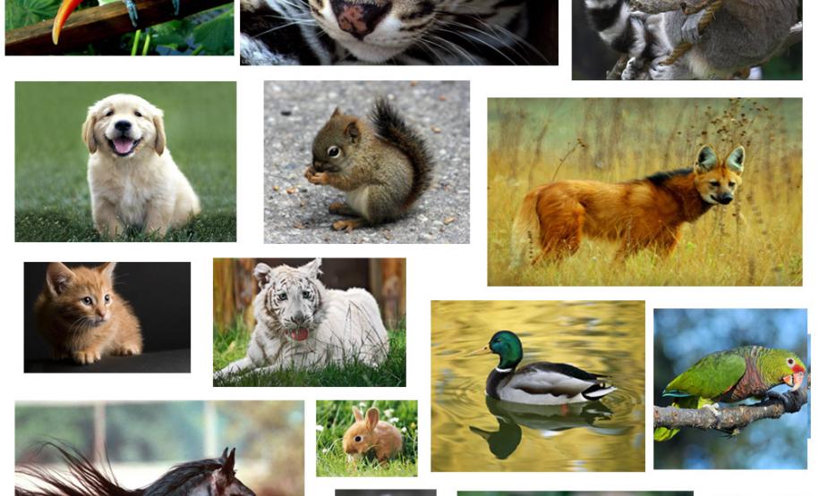 Rede Estadual de Direitos Animais terá sua primeira reunião nesta segunda-feira