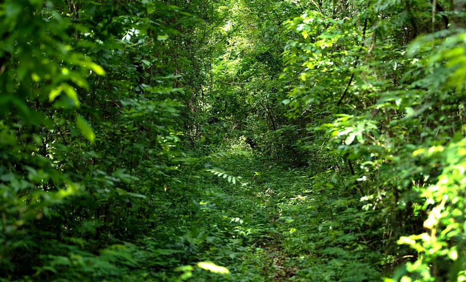 Paraná festeja criação do Parque Guaricana, na Serra do Mar