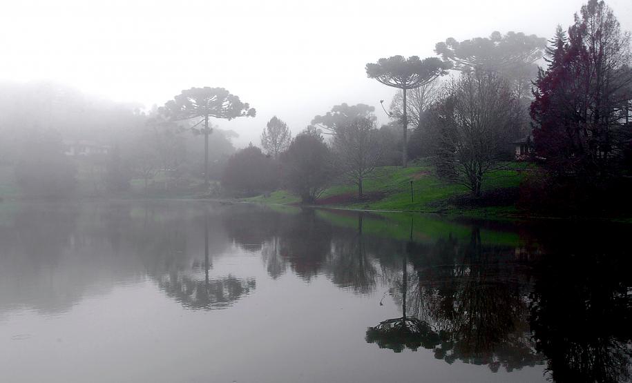 No Dia da Araucária, Paraná festeja marca de 19,5 mil árvores plantadas nos últimos três anos Paraná festeja marca de 19,5 mil árvores plantadas nos últimos três anos