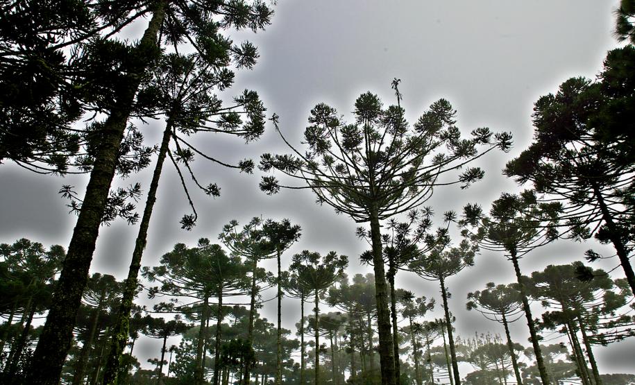 No Dia da Araucária, Paraná festeja marca de 19,5 mil árvores plantadas nos últimos três anos 19,5 mil árvores plantadas nos últimos três anos