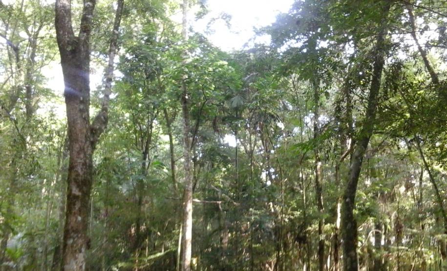 Meio Ambiente apresenta andamento do inventário florestal do Paraná