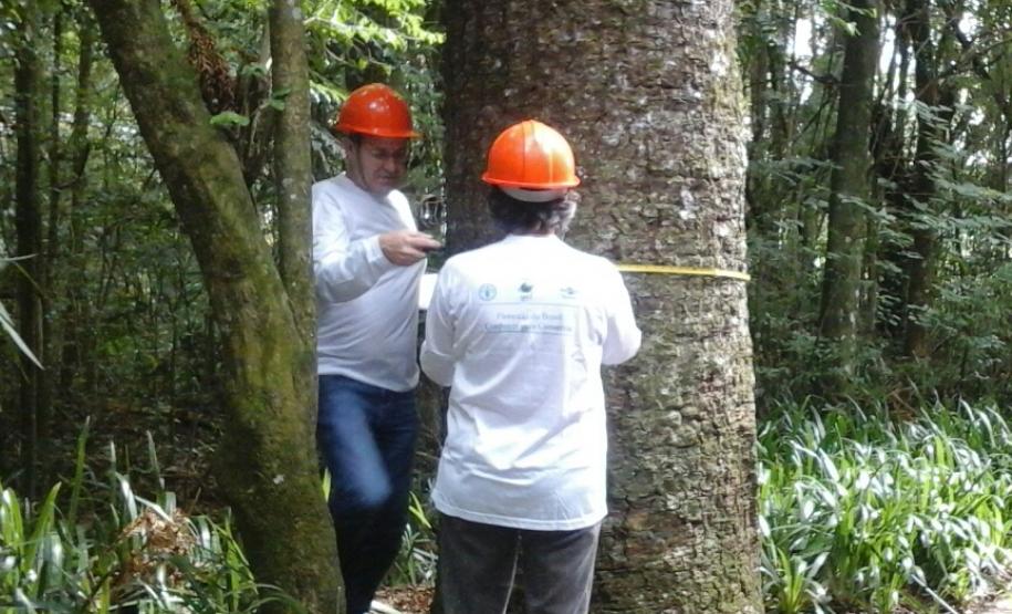 Meio Ambiente apresenta andamento do inventário florestal do Paraná