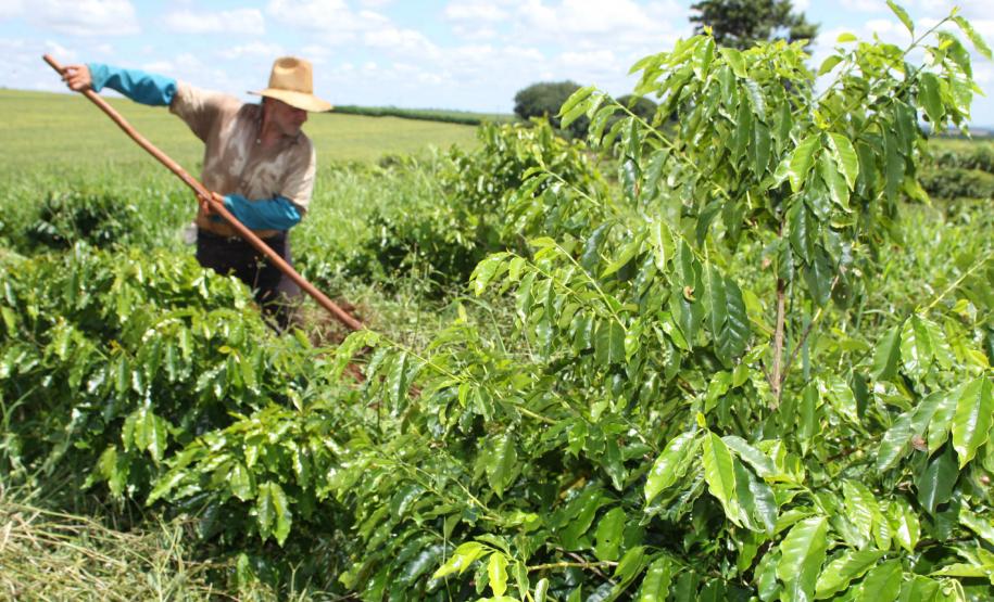 Paraná solicita prorrogação para o Cadastro Ambiental Rural Trabalhador rural na plantação de café